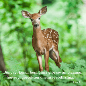 Dünyayı kendi benliğiniz gibi sevin — Lao Tzu